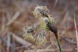 Eriophorum angustifolium