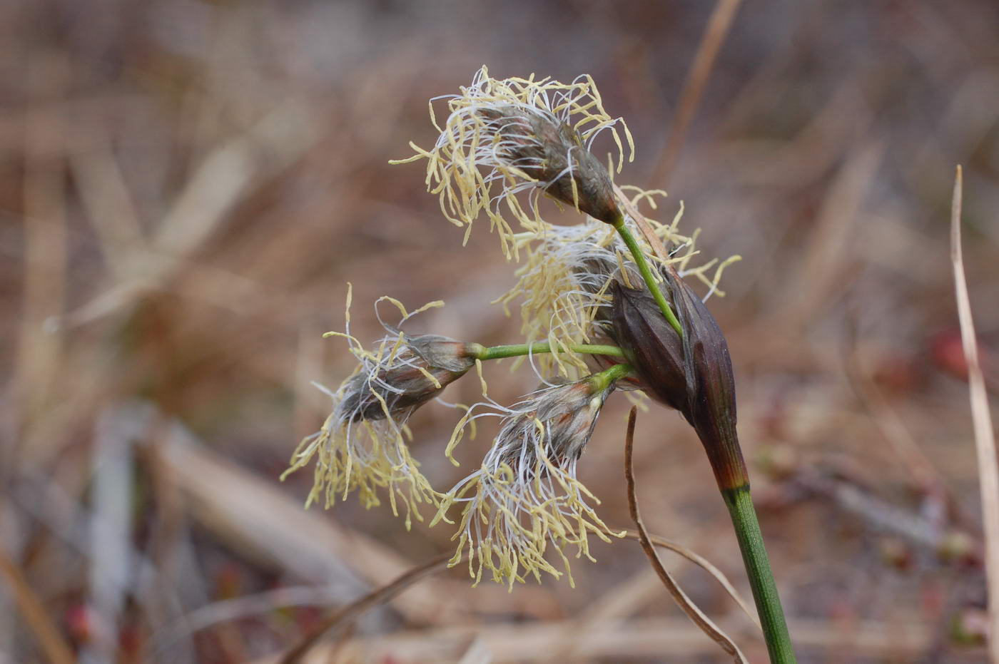 Изображение особи Eriophorum angustifolium.