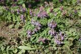 Corydalis solida