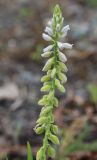 Polygala hybrida