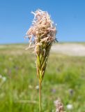 Anthoxanthum alpinum. Верхушка побега с соцветием. Адыгея, Кавказский биосферный заповедник, северо-восточный склон горы Оштен, ≈ 2400 м н.у.м., альпийский луг. 18.07.2015.