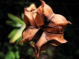 Lilium martagon