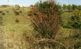 Berberis vulgaris. Плодоносящее растение. Ростовская обл., Персиановская степь, окр. станицы Красюковская, в балке. Октябрь 2003 г.