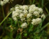 Angelica sylvestris