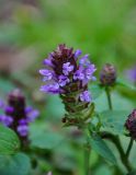 Prunella vulgaris