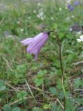 Campanula collina