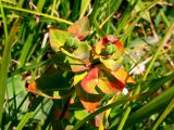 Euphorbia altaica. Верхушка плодоносящего растения. Красноярский край, Ермаковский р-н, парк \"Ергаки\", окр. оз. Тушканчик, заросший курумник на берегу озера. 24.07.2012.