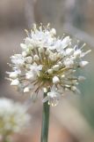 Allium galanthum