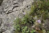 Aster bessarabicus. Цветущее растение. Кабардино-Балкария, Эльбрусский р-н, долина р. Адырсу, высота 1580 м н.у.м., около грузового подъемника, подножие скалы. 25 июля 2022 г.