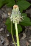 Taraxacum modestum. Верхушка побега с нераскрывшимся соплодием. Узбекистан, Кашкадарьинская обл., Китабский геологический заповедник; Зеравшанский хр., ущ. р. Ходжакурган, подножье скалы у воды. 23.07.2023.