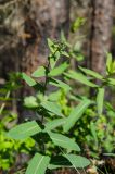 genus Hieracium. Верхушка бутонзирующего растения. Свердловская обл., Краснотурьинский ГО, дол. р. Каква, вершина Синих скал, разреженный сосновый лес. 10 июня 2023 г.