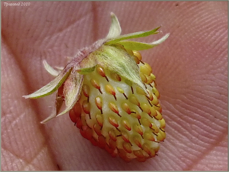 Image of Fragaria vesca specimen.