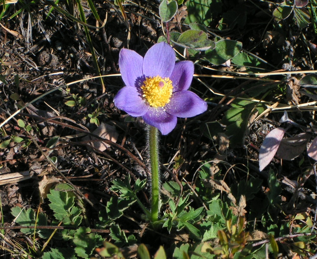 Изображение особи Pulsatilla patens.