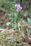 Cardamine trifida