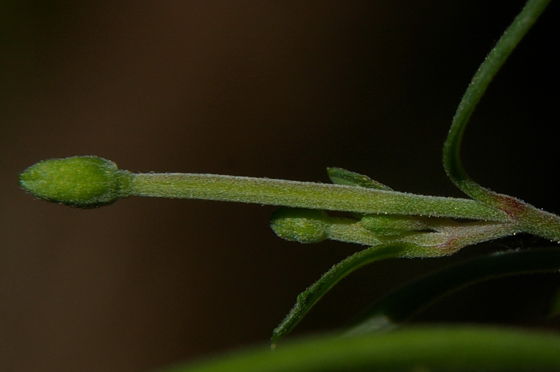Изображение особи Epilobium lanceolatum.