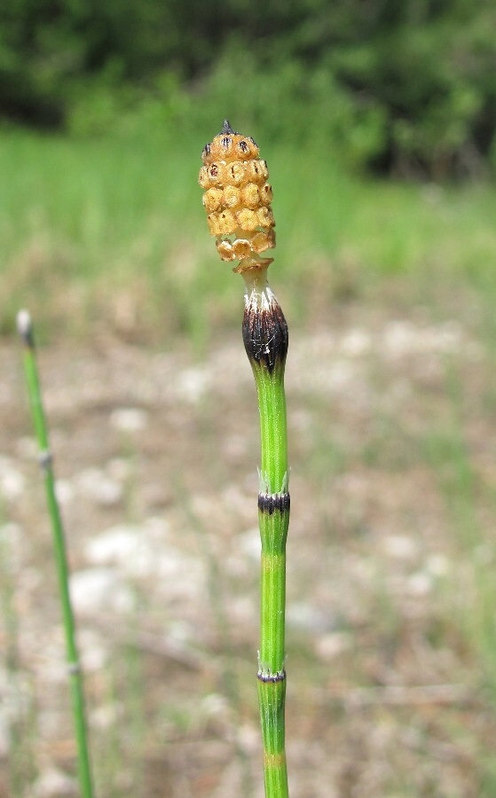 Изображение особи Equisetum variegatum.