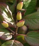 Viburnum burejaeticum. Плоды. Приморье, Владивосток, Ботанический сад. 23.08.2009.