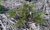 Chaerophyllum bulbosum