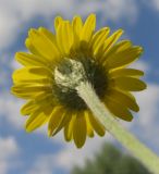 Anthemis tinctoria