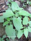 Salvia glutinosa