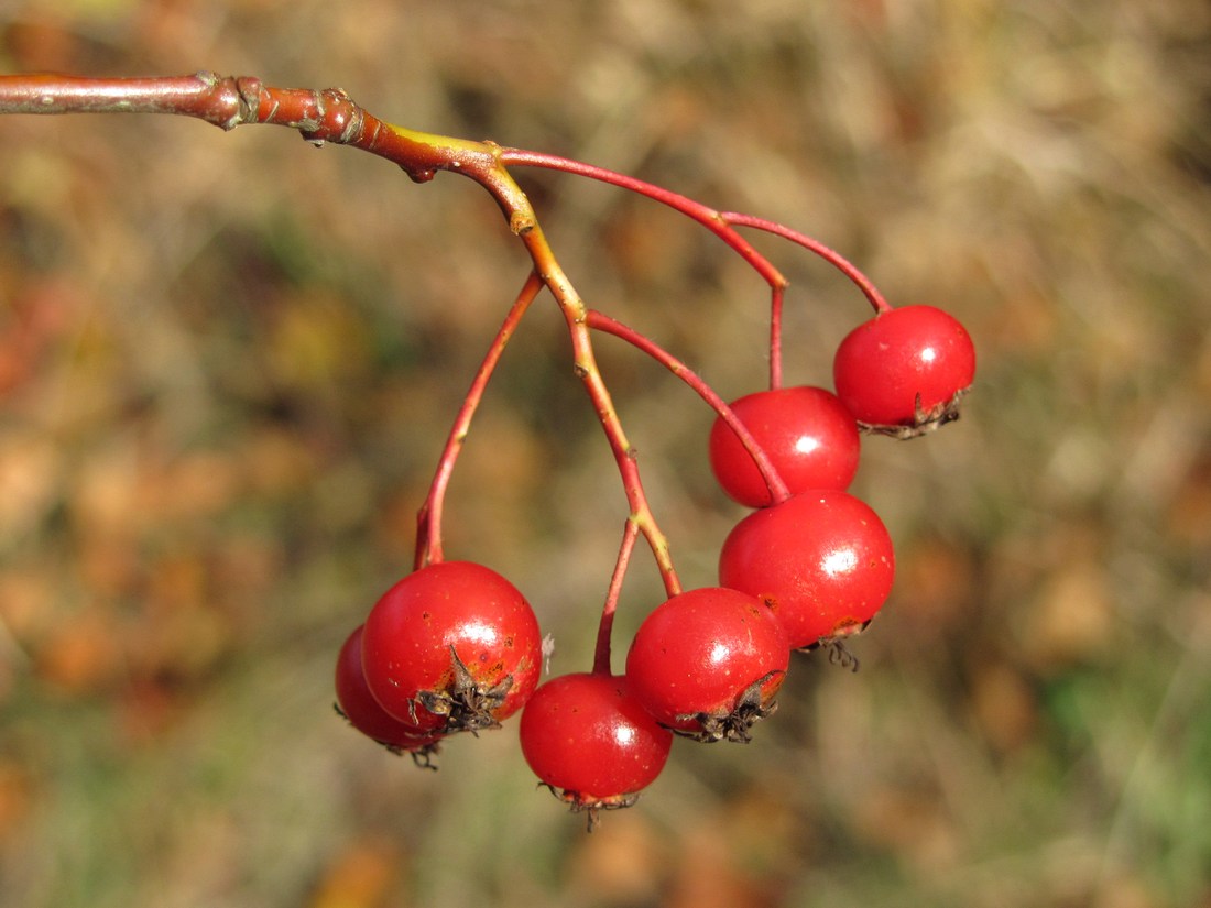 Изображение особи Crataegus crus-galli.