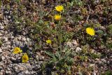 Leontodon biscutellifolius. Цветущее растение в каменистой степи. Крым, Караньское плато. 31 мая 2014 г.