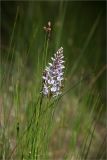 Dactylorhiza maculata. Верхушка цветущего растения. Ленинградская обл., Волосовский р-н, окр. дер. Малый Сабск. 15.06.2014.