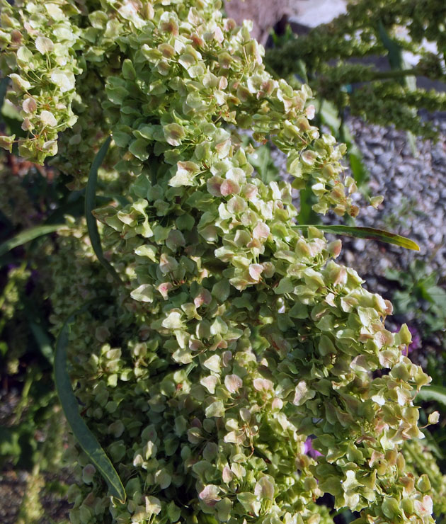 Изображение особи Rumex longifolius.