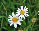 Leucanthemum ircutianum. Соцветия. Республика Коми, окр. села Усть-Илыч, берег р. Печора. 15.08.2014.