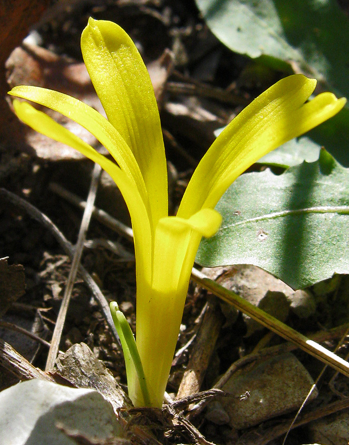 Изображение особи Sternbergia colchiciflora.