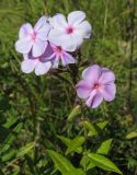 Phlox paniculata. Верхушка цветущего растения (форма с бледно-сиреневым венчиком). Томская обл., окр. г. Томск, заброшенный садовый участок. 06.09.2009.