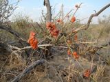 Ephedra intermedia