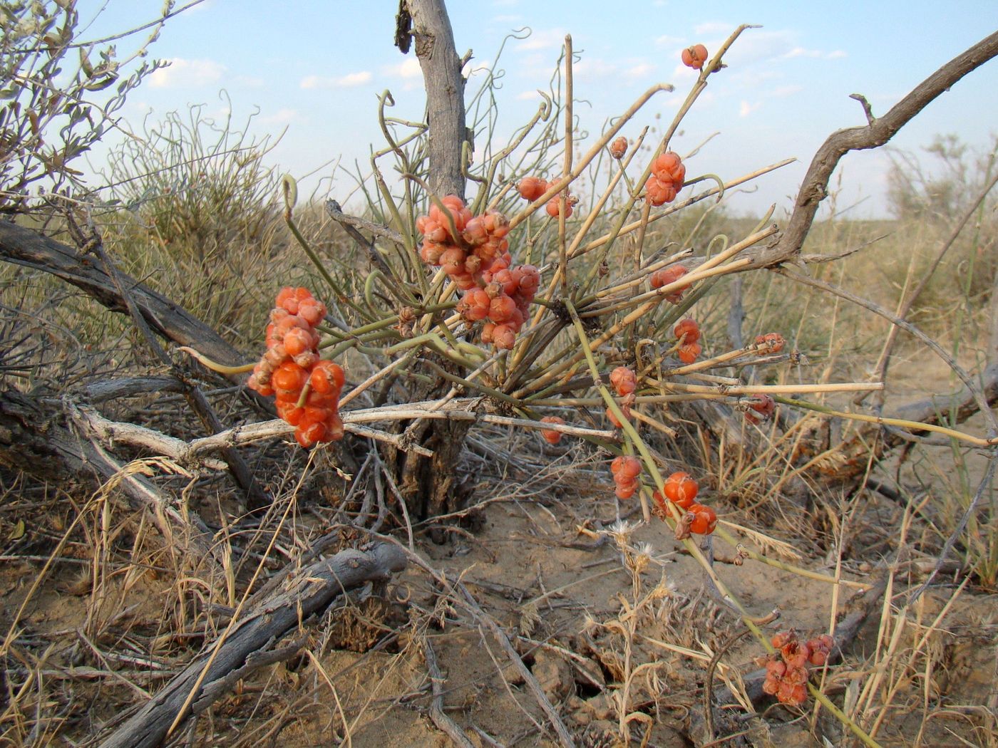 Изображение особи Ephedra intermedia.