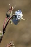 Trichodesma incanum. Цветок. Южный Казахстан, горы Алатау (Даубаба), Западное ущелье. 30.07.2014.
