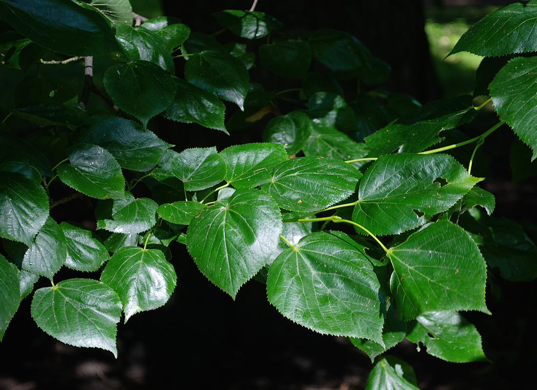 Image of Tilia euchlora specimen.