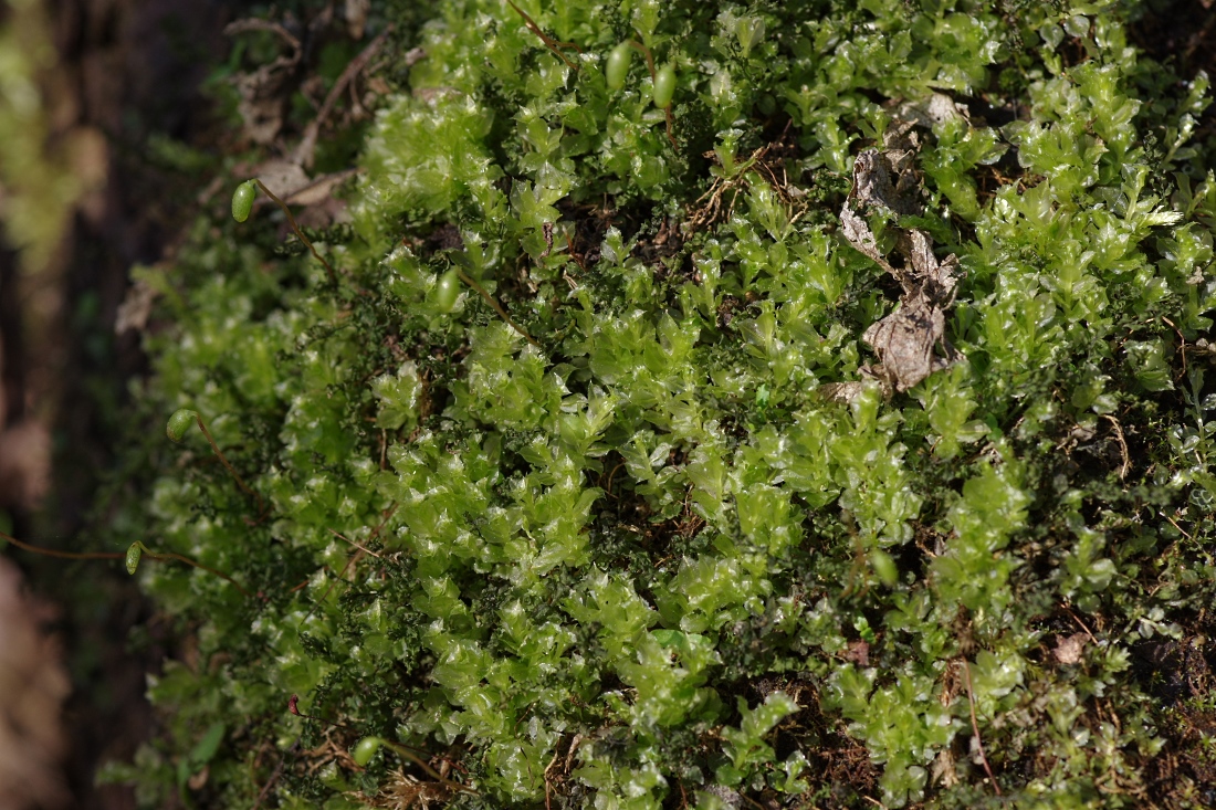Изображение особи Plagiomnium cuspidatum.