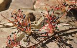 Parthenocissus tricuspidata