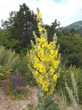 genus Verbascum