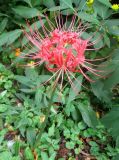 Lycoris aurea