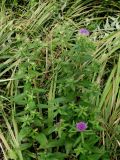 Cirsium vlassovianum