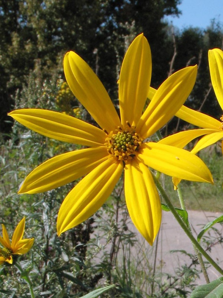 Изображение особи Helianthus tuberosus.