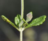 Teucrium divaricatum