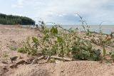 Fallopia dumetorum. Плодоносящее растение (на заднем плане - Persicaria lapathifolia). Ленинградская обл., Ломоносовский р-н, окр. пос. Лебяжье, берег Финского залива, песчаный береговой вал. 28.07.2017.