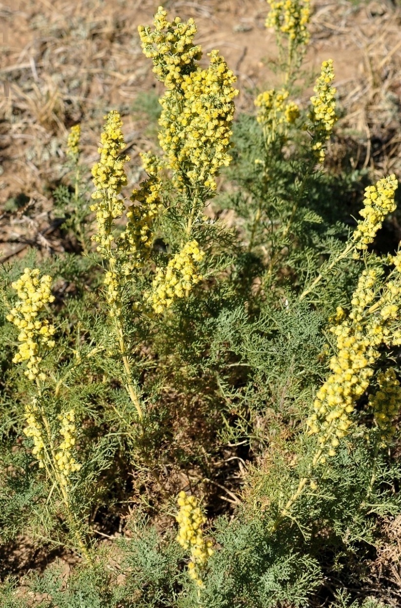 Изображение особи Artemisia adamsii.