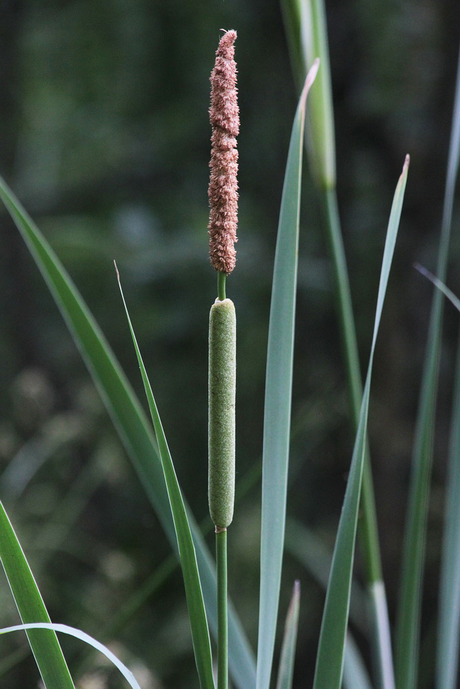 Изображение особи Typha latifolia.