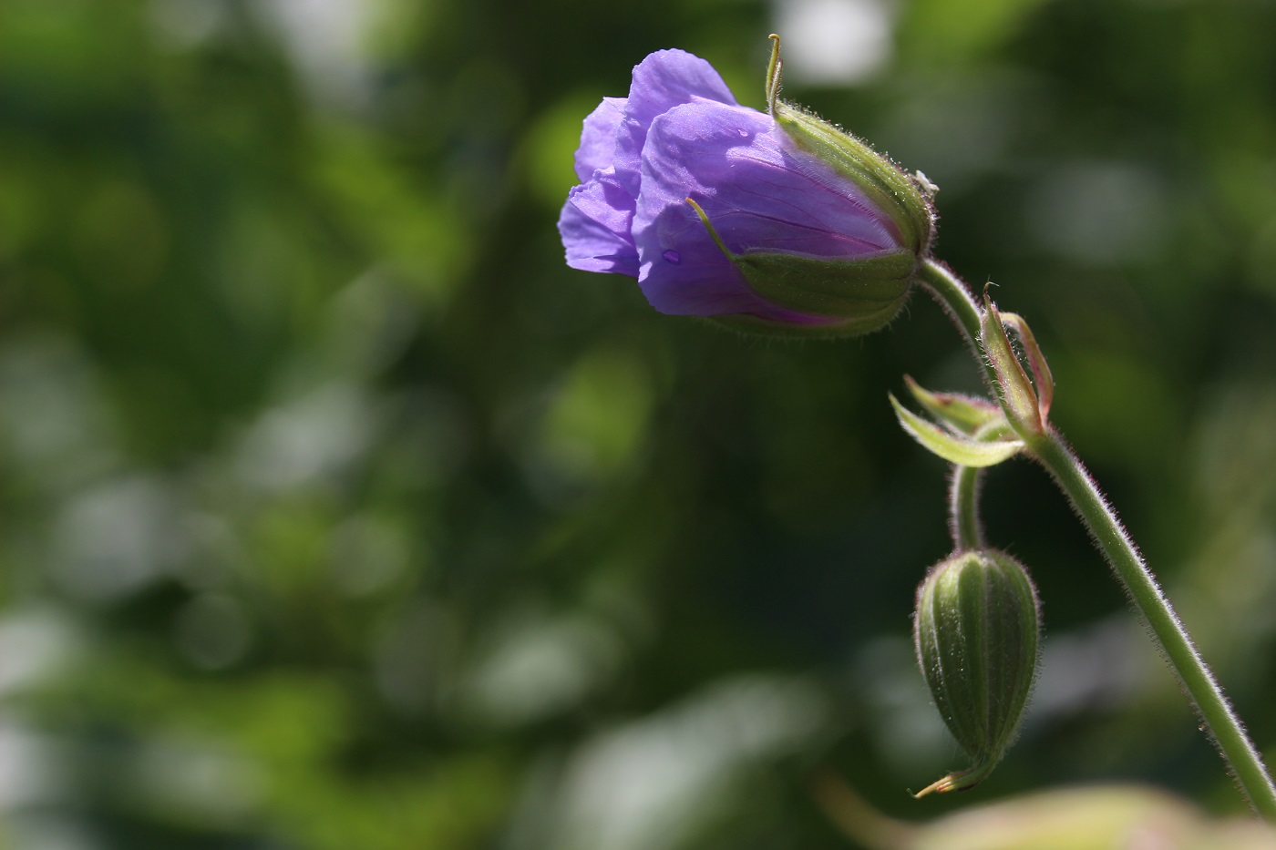 Изображение особи Geranium pratense.