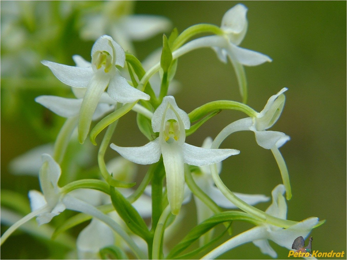 Изображение особи Platanthera bifolia.