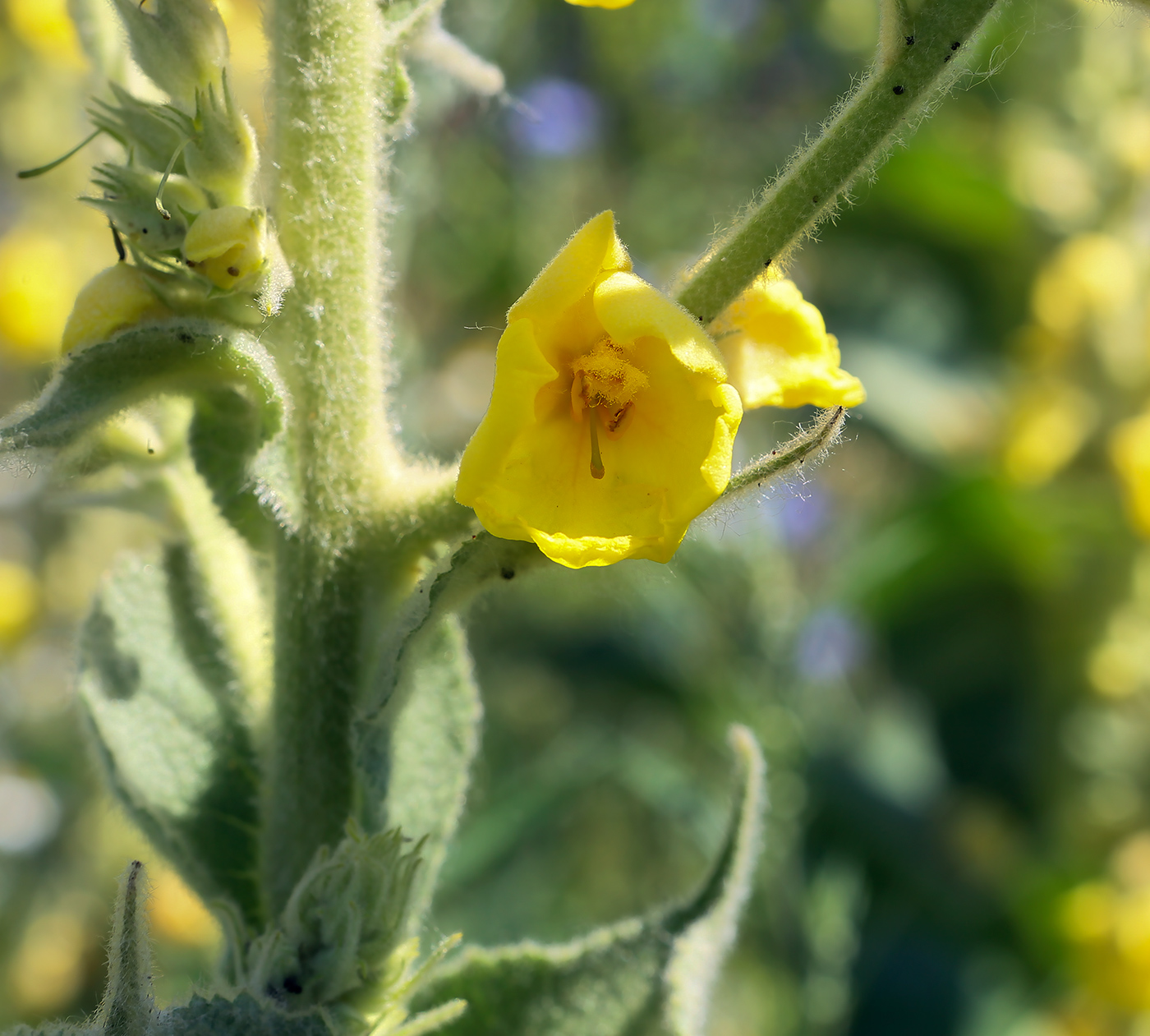 Изображение особи Verbascum phlomoides.