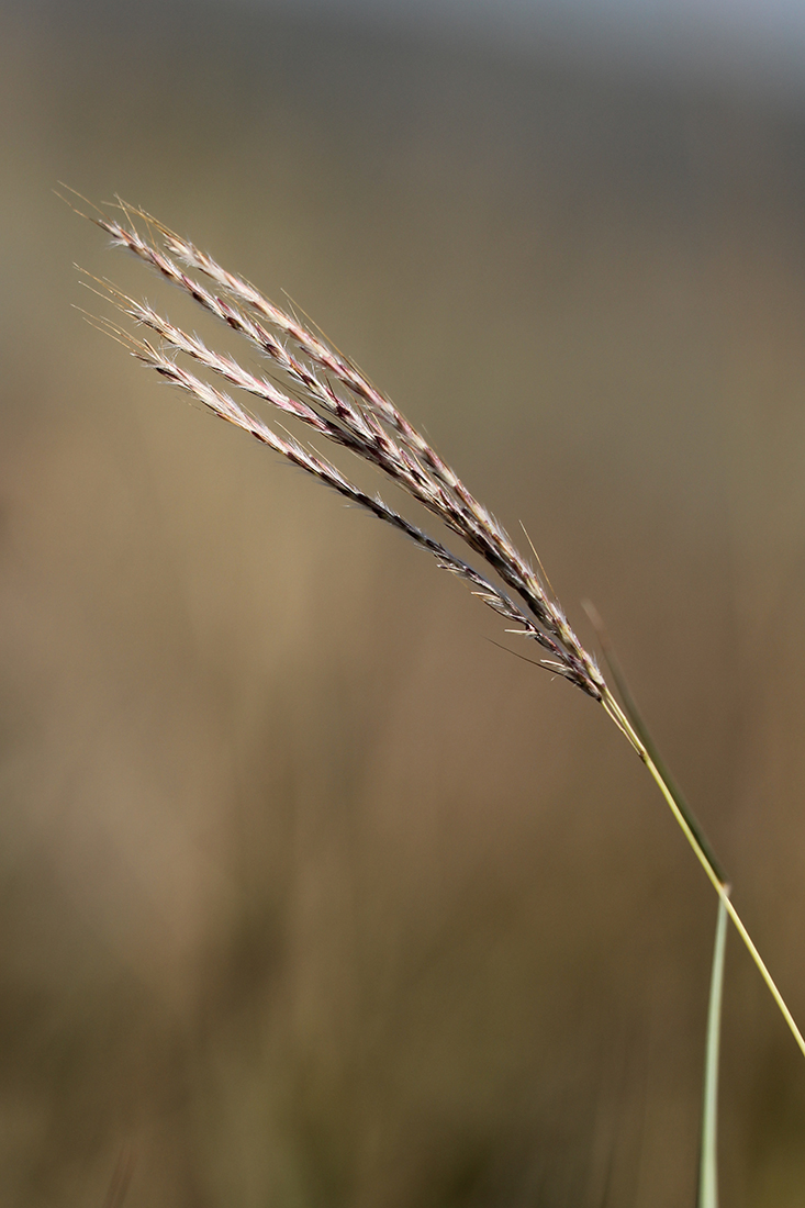 Изображение особи Bothriochloa ischaemum.