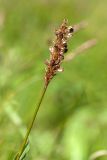 Bistorta officinalis. Верхушка побега с соплодием. Ленинградская обл., Волосовский р-н, сыроватый злаково-разнотравно-осоковый суходольный луг. 14.07.2018.